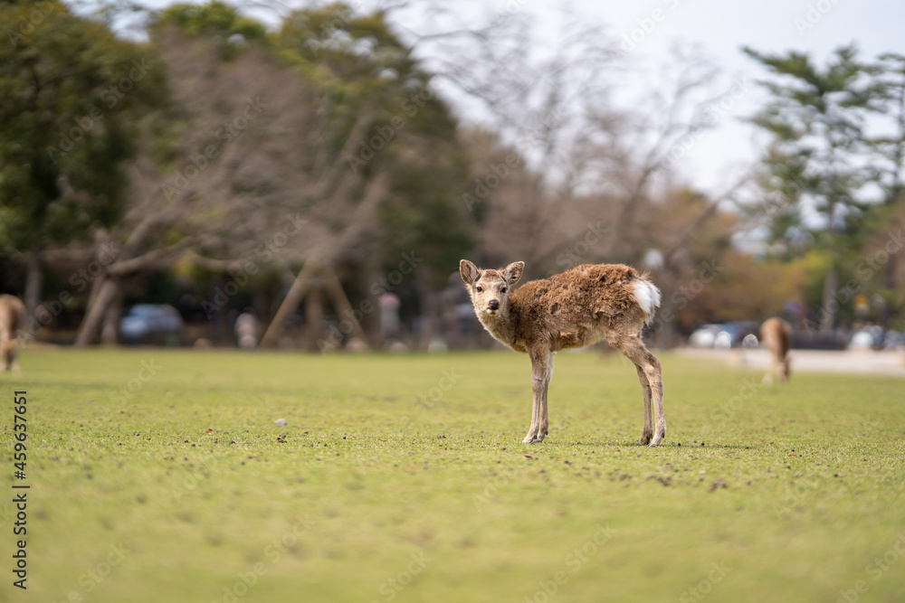 Fototapeta premium 奈良公園の鹿