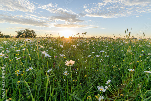 Daisies in bloom in a wild meadow at sunset.