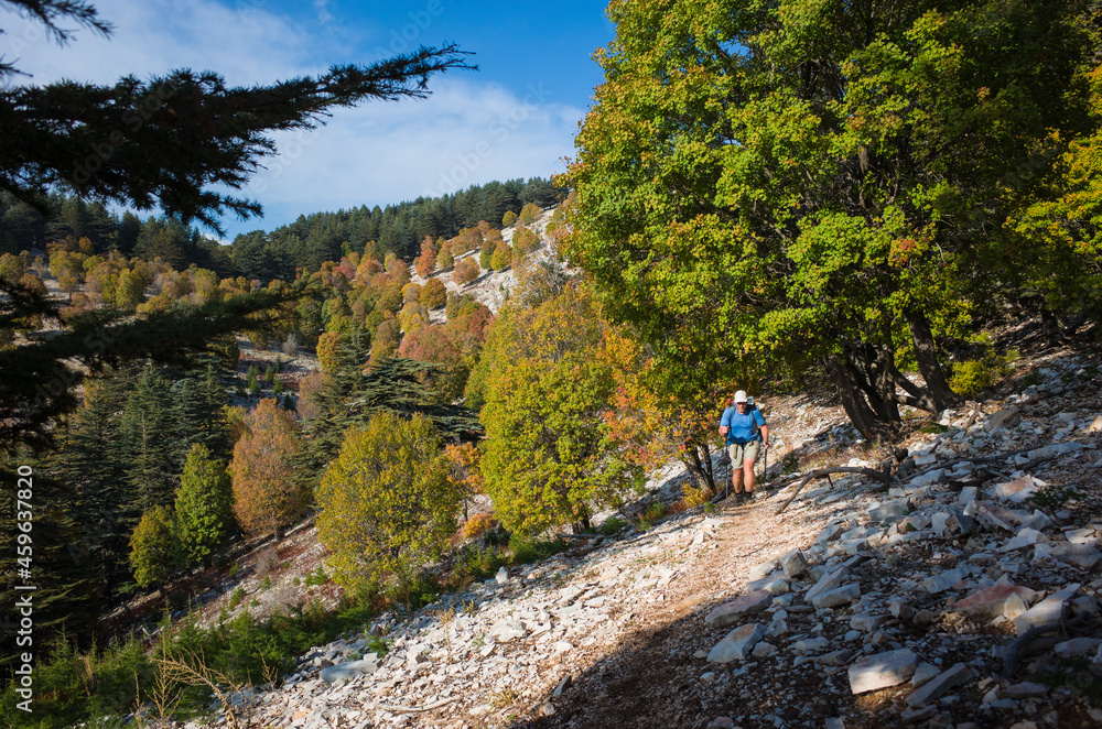 Hiking on mountains steep slope among trees in sunny day, Man is trekking Lycian Way, Trail from Alakilise Ruins to Finike, Outdoor activity, eco tourism in Turkey