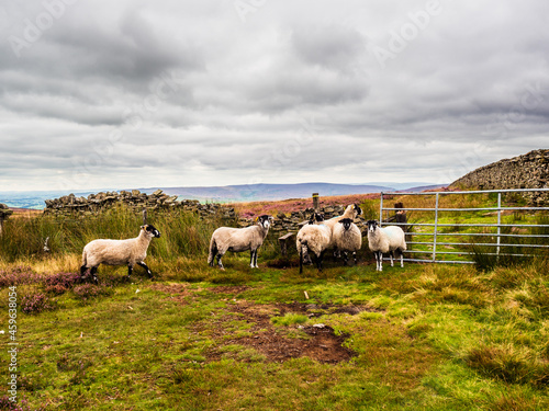 Swaledale sheep grazing on open moorland in a sea of vibrant purple heather. The skies are dramatic and the views are excellent, over the Yorkshire moors. photo