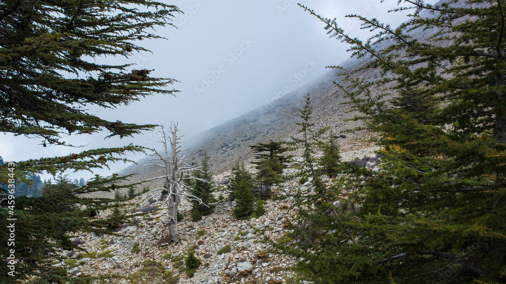 Lebanese cedar trees rare and endangered species of trees in pine