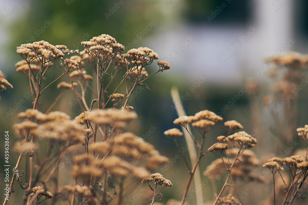 Obraz premium Dry flowers and plants on a soft background.