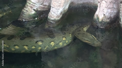 Green anaconda (Eunectes murinus) in the water. photo