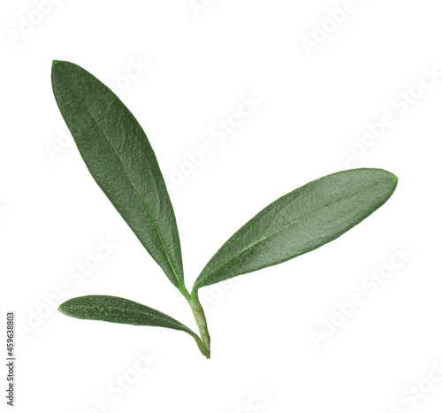 Fresh green olive leaves on white background