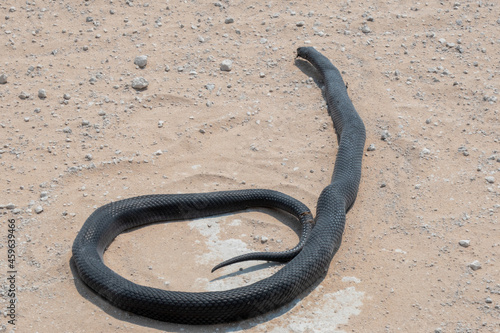 A dead black mamba - Dendroaspis polylepis - on a white sandy road. The snake has no visible injuries and still looks alive. The snake has large diamond shaped scales.
