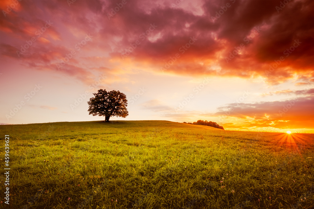 Solitary oak on a hill in the middle of a meadow at sunset. Czech Republic.