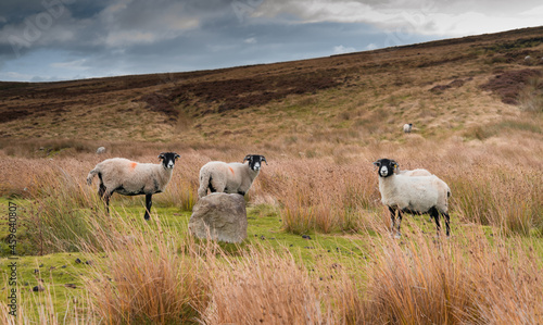 Swaledale sheep on a Northumberland Moor