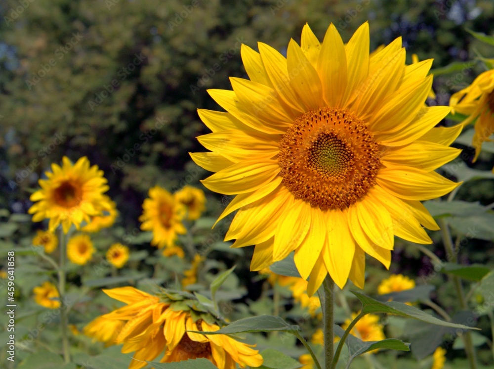 Obraz premium Yellow sunflower in the flowering period. Sunflower for growing seeds and making sunflower oil.