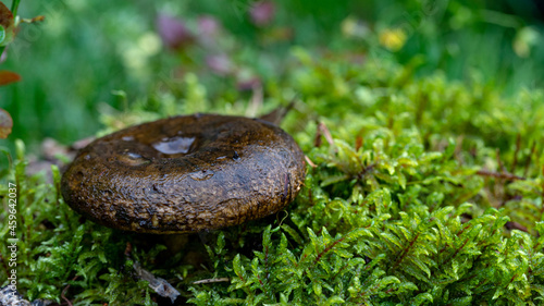 Ugly Milk-cap or Lactarius turpis mushroom in the autumn forest	 photo
