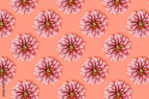 Pattern made of dahlia flower heads on a coral background. Springtime concept. © rorygezfresh