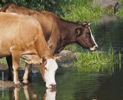 Dairy cows drink water during the pasture season