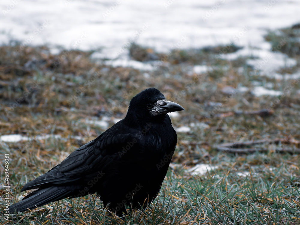 Obraz premium the rook