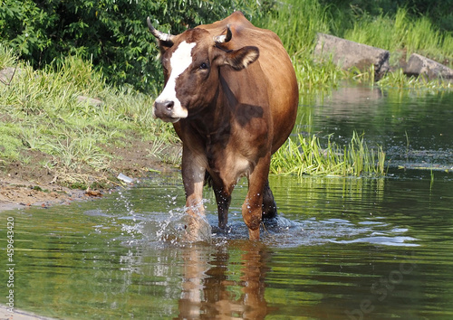 Dairy cow drink water during the pasture season