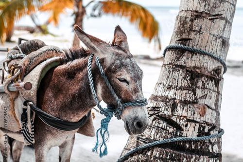 Esel an der Palme - Dominikanische Republik photo