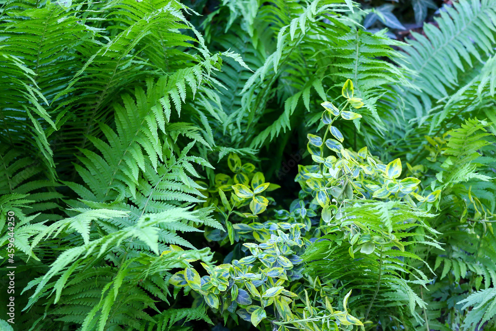 Fototapeta premium paprocie