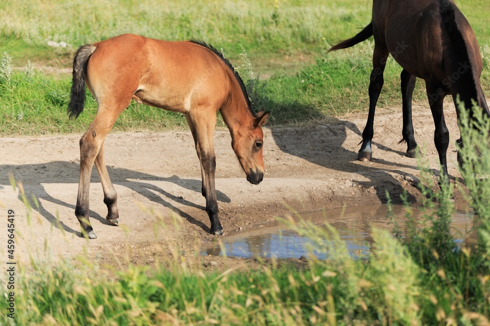 Horse chils and mother horse her beautiful foal on a field Horse chils and mother horse her beautiful foal on a field