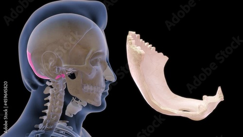 human occipital bone anatomy 3d illustration photo