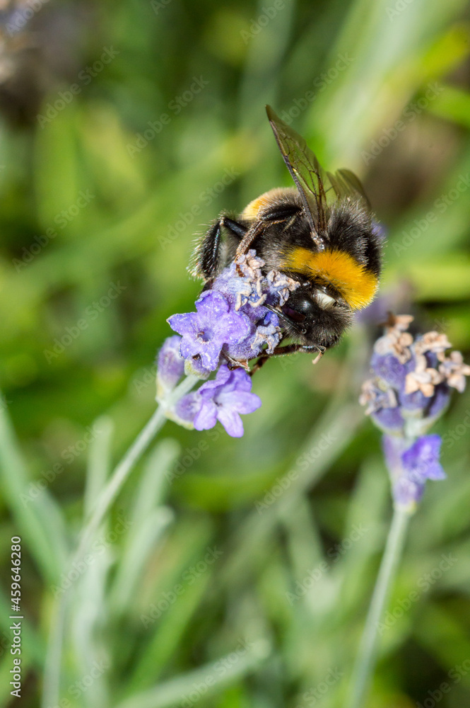 Bumblebee collecting nectar from violet flower. Bumblebee collecting nectar from violet flower.