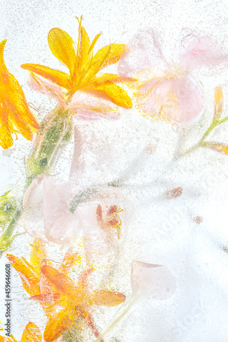 Orange forsythia flowers background
