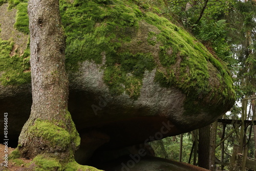 Fototapeta Naklejka Na Ścianę i Meble -  
rock with a tree in the forest