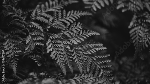 Fotografija Fern leaf close up in bw nature background
