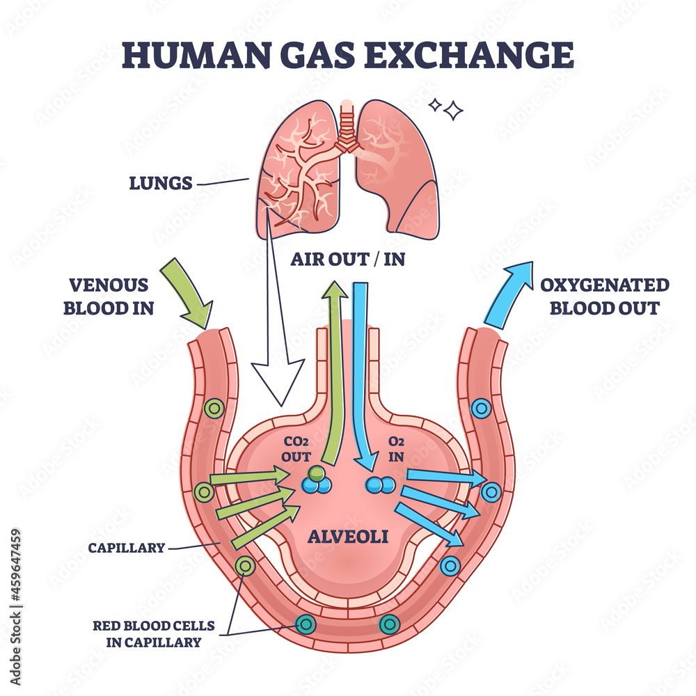 Human Gas Exchange System With Blood Oxygen Circulation Outline Diagram 