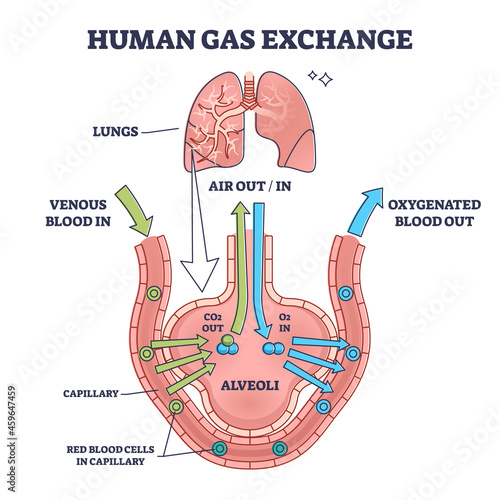 Human gas exchange system with blood oxygen circulation outline diagram. Labeled educational scheme with venous red cells in and oxygenated out vector illustration. Air transportation inside body.