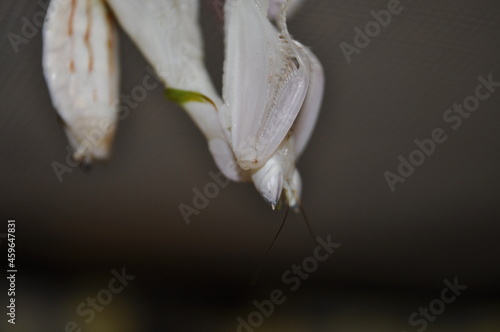 Orchideenmantis- hymenopus coronatus  photo