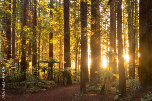 The light of the setting sun shining through the California redwood trees in Whakarewarewa Forest, Rotorua, New Zelaand