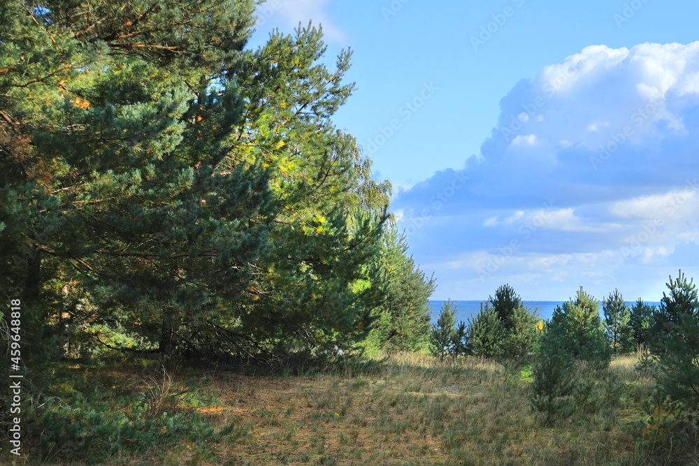 Obraz premium tree in the mountains