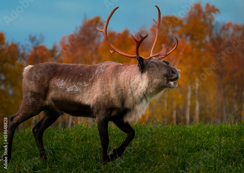 Reindeer in autumn colors