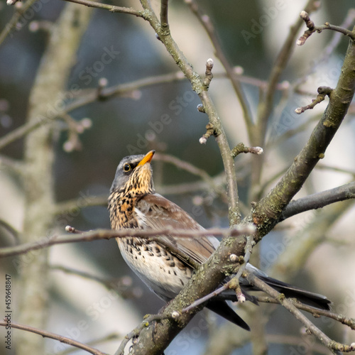 thrush on a branch