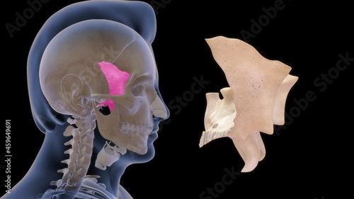 human sphenoid bone anatomy rendered video clip photo