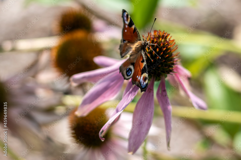 Motyl Motyl
