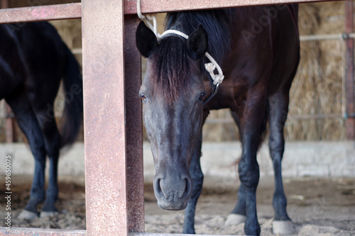 Portrait d'un cheval minorquin photo