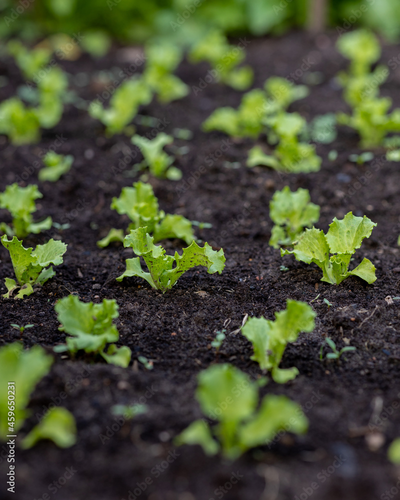 grow a crop of seasonal vegetables and fruits. water and replant plants and trees. vegetables and herbs in the garden beds. harvest of vegetables and green salad. ripe tomatoes and cucumbers in the grow a crop of seasonal vegetables and fruits. water and replant plants and trees. vegetables and herbs in the garden beds. harvest of vegetables and green salad. ripe tomatoes and cucumbers in the