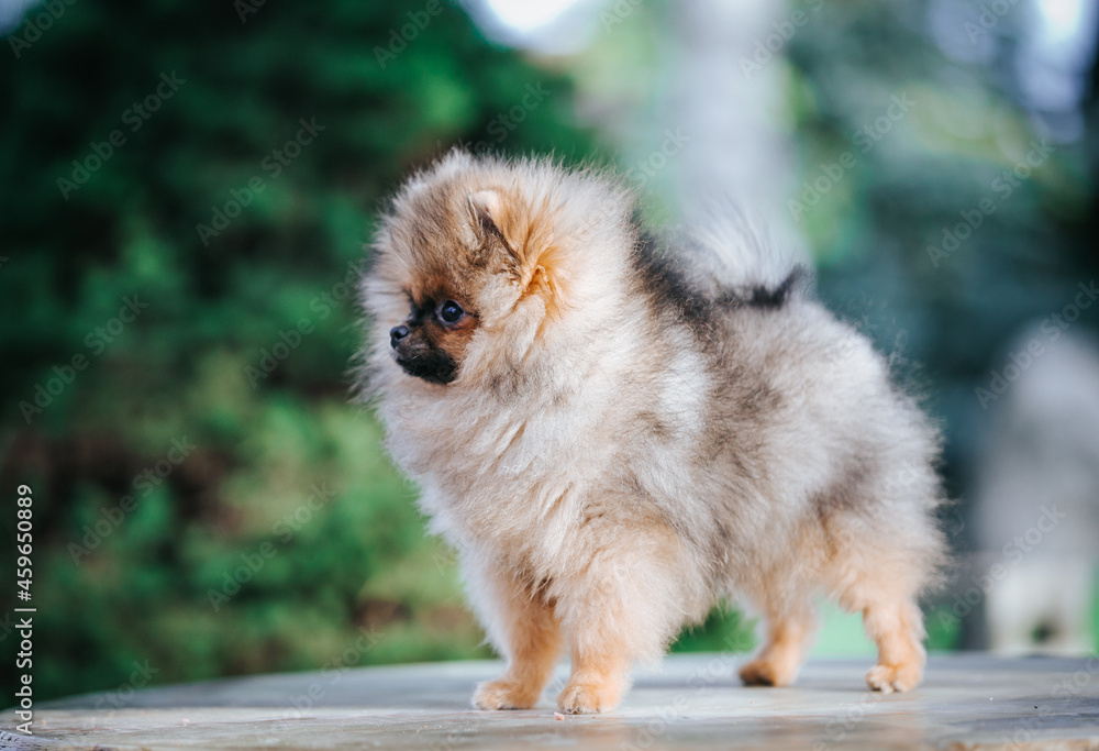 Pomeranian baby posing outside. Small pomeranian puppy. Pomeranian baby posing outside. Small pomeranian puppy.