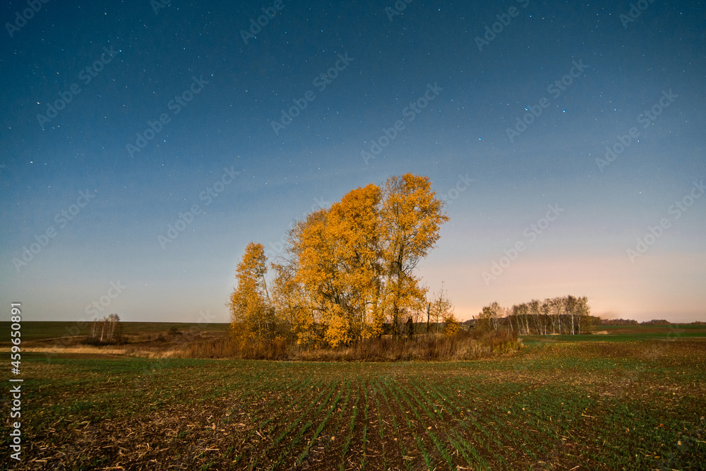 autumn landscape with trees and stars