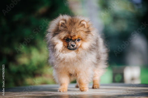 Pomeranian baby posing outside. Small pomeranian puppy. 