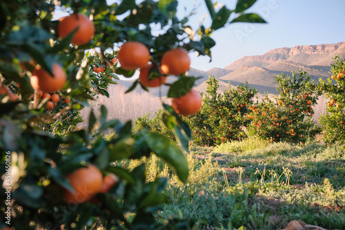 Mandarin orange orchard scene with blurred oranges in foreground and mountains in the background.