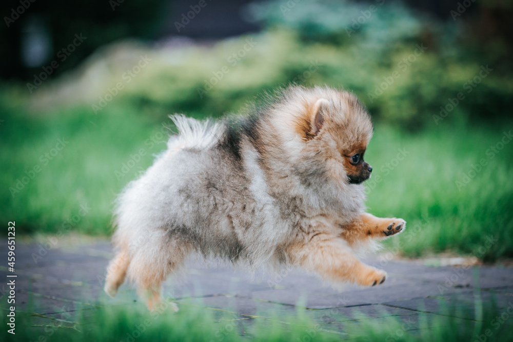 Pomeranian baby posing outside. Small pomeranian puppy. Pomeranian baby posing outside. Small pomeranian puppy.