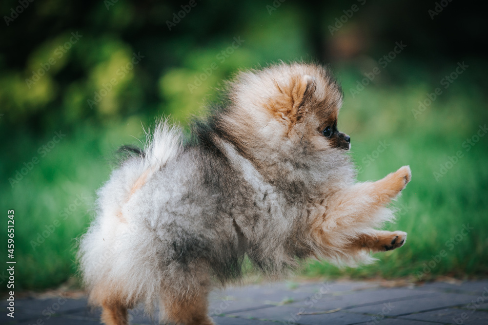 Pomeranian baby posing outside. Small pomeranian puppy. Pomeranian baby posing outside. Small pomeranian puppy.