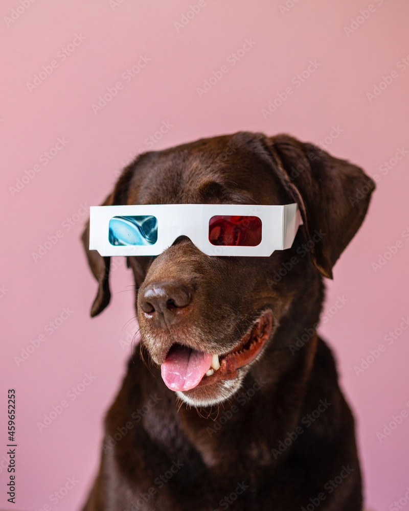 Obraz premium a Labrador retriever dog in 3d glasses on a pink or gray background. stereo glasses for watching movies. a dog and a laptop. portrait of a dog with emotions. pets as people, modern technologies in the