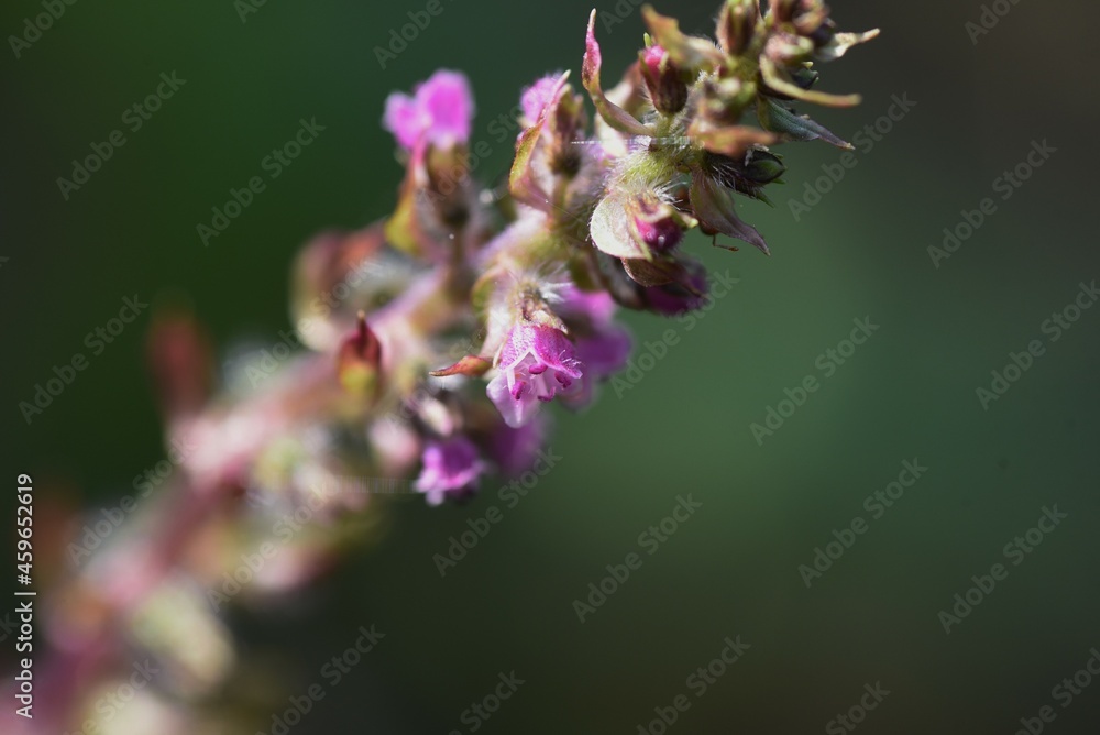 apanese basil (Shiso herb) flowers. Lamiaceae annual aromatic herb. apanese basil (Shiso herb) flowers. Lamiaceae annual aromatic herb.
