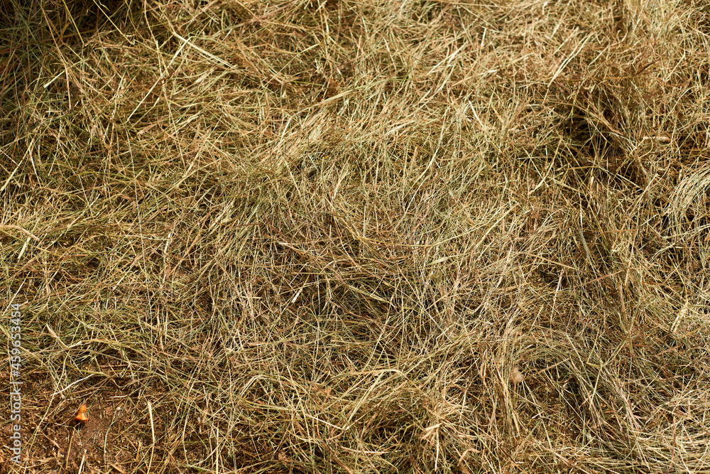 Hay background. The natural texture of dry straw. Agriculture farm and farming symbol of harvest time. Harvesting in agriculture. Hay background. The natural texture of dry straw. Agriculture farm and farming symbol of harvest time. Harvesting in agriculture.