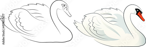 hand drawn sketch of a swan in vector