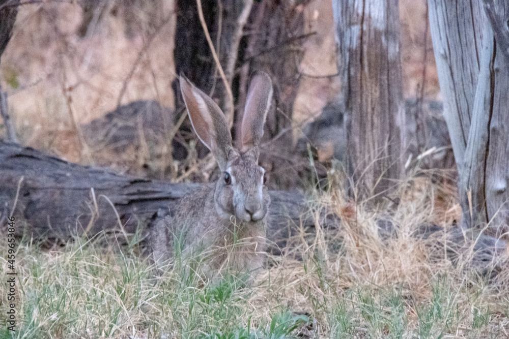 Close up of Cape hare between yellow and green grass Close up of Cape hare between yellow and green grass