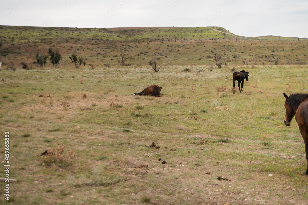 Horses run gallop in meadow Horses run gallop in meadow