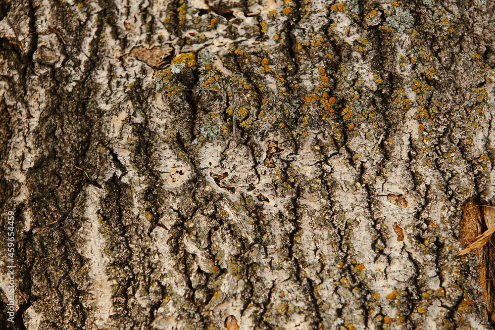 Brown tree bark close up Brown tree bark close up