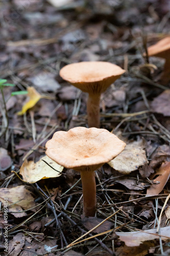 Mushroom called Clitocybe gibba. Autumn mushroom of gray-yellow color in the forest.